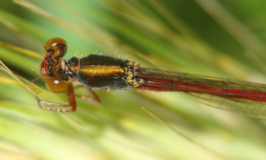 da identificare - Ceriagrion tenellum e P. nymphula