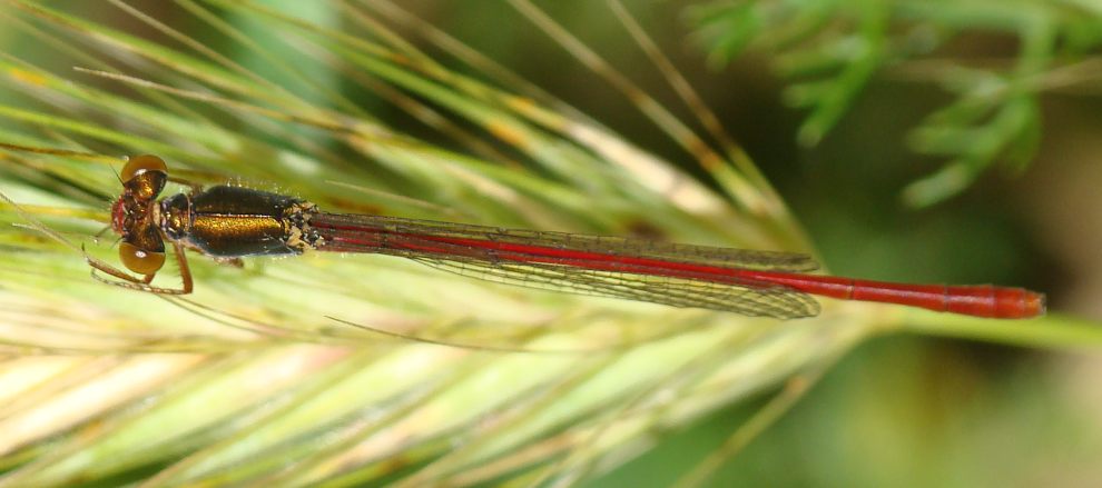 da identificare - Ceriagrion tenellum e P. nymphula