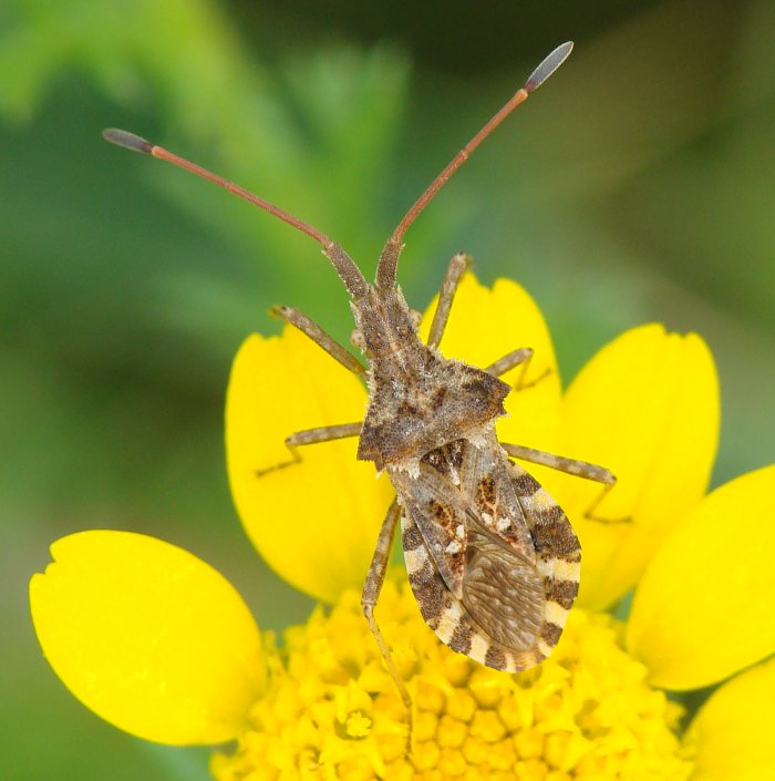 Coreidae: Centrocoris spiniger dell''Algarve (Portogallo)
