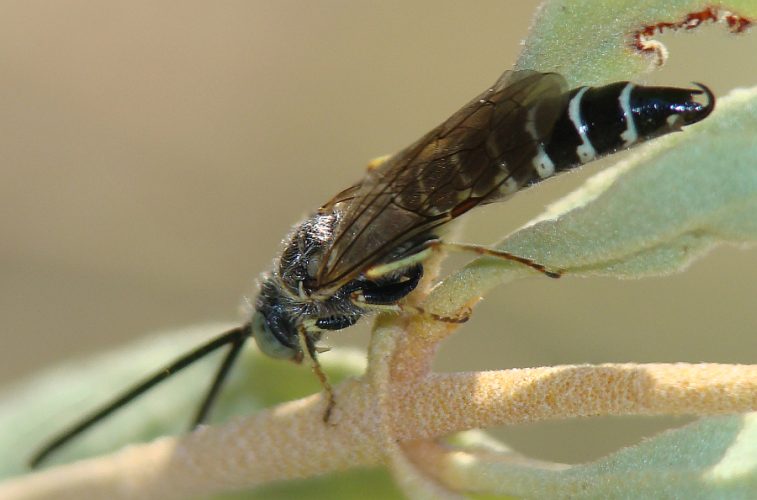 maschio di Meria (Tiphidae), cfr Meria tripunctata