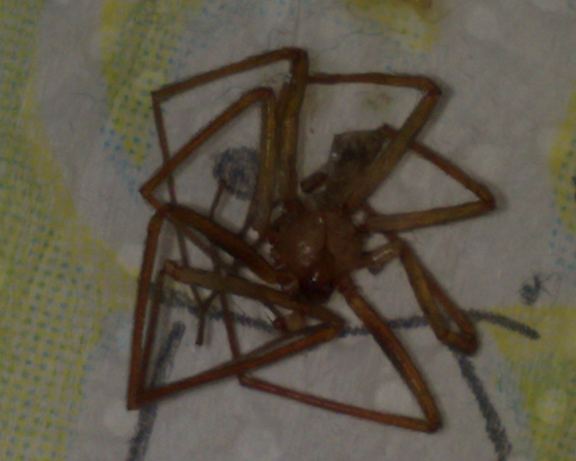 Loxosceles rufescens