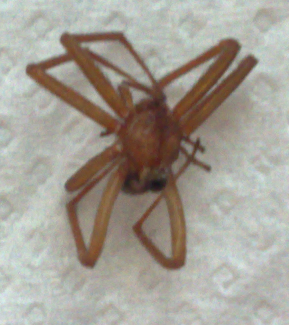 Ragno morto sconosciuto e Spermophorides (Pholcidae)