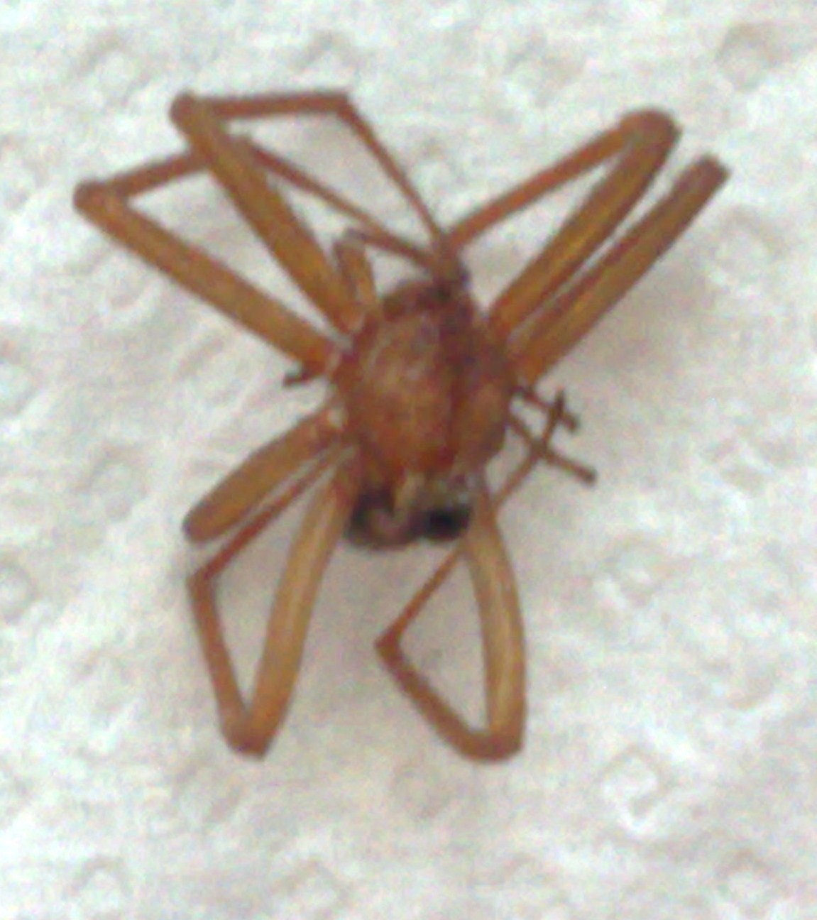 Ragno morto sconosciuto e Spermophorides (Pholcidae)