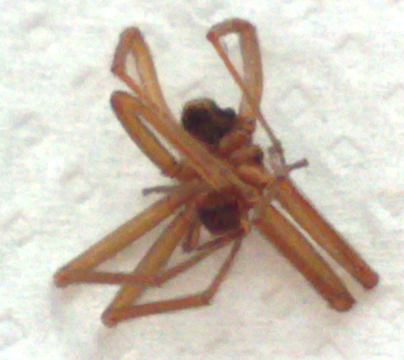 Ragno morto sconosciuto e Spermophorides (Pholcidae)