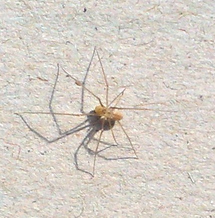 Ragno morto sconosciuto e Spermophorides (Pholcidae)