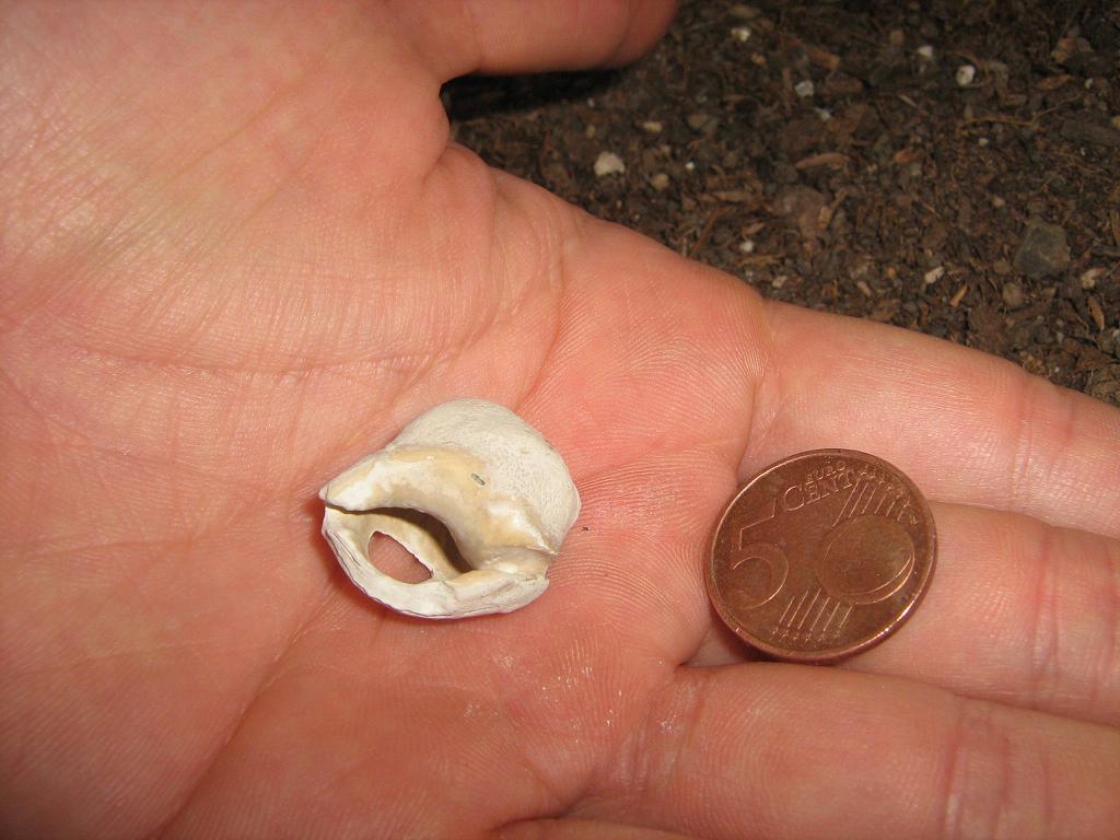 Bufonaria marginata (Gmelin, 1791) - Pliocene