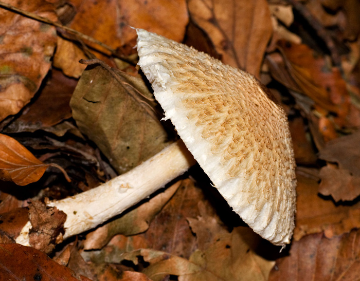 piccola lepiota da vico