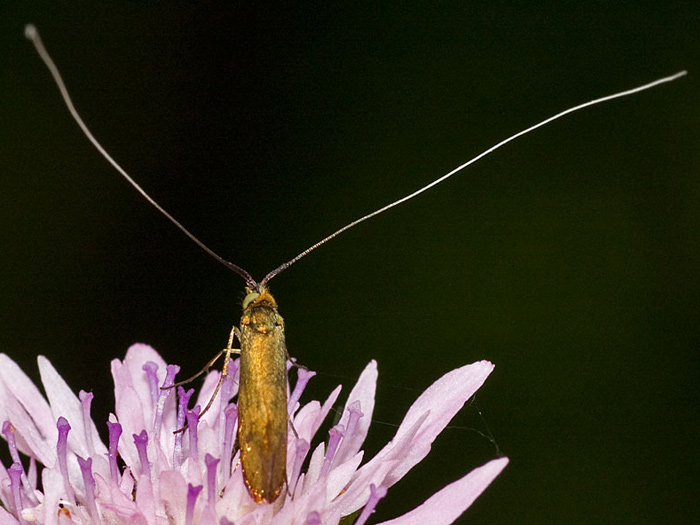 microlepidotero da tolfa - Nemophora metallica