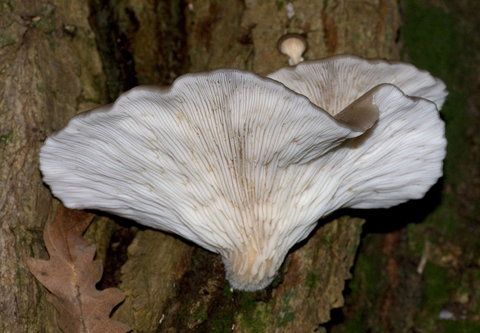 fungo dal circeo (plerotus?)