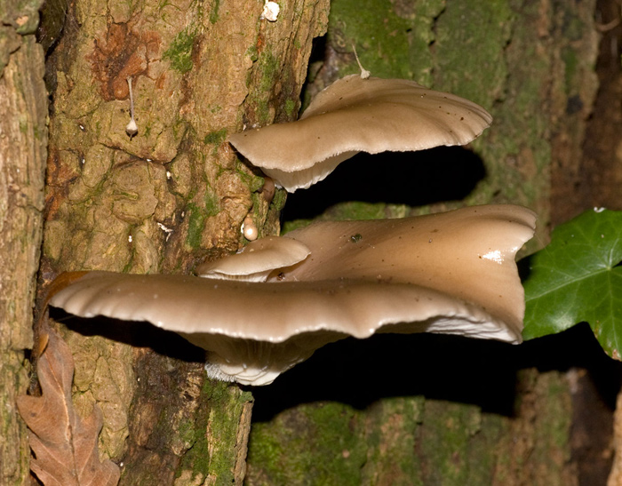 fungo dal circeo (plerotus?)