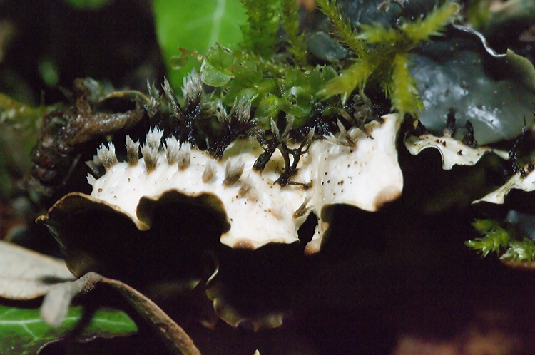 Peltigera horizontalis.