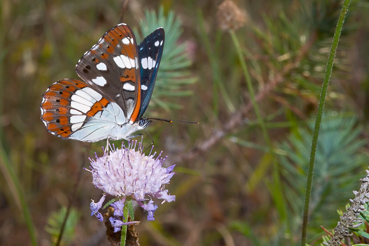 Limenitis reducta