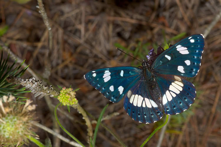 Limenitis reducta