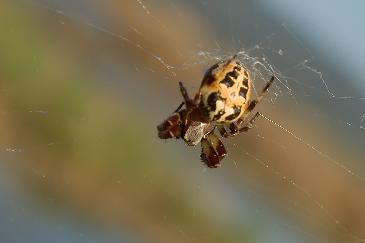 Il ragno di palude: Larinioides sp.
