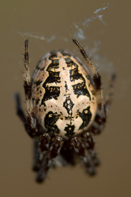 Il ragno di palude: Larinioides sp.