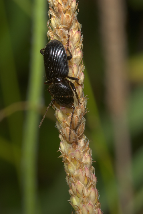 Carabidae - Ditomus clypeatus