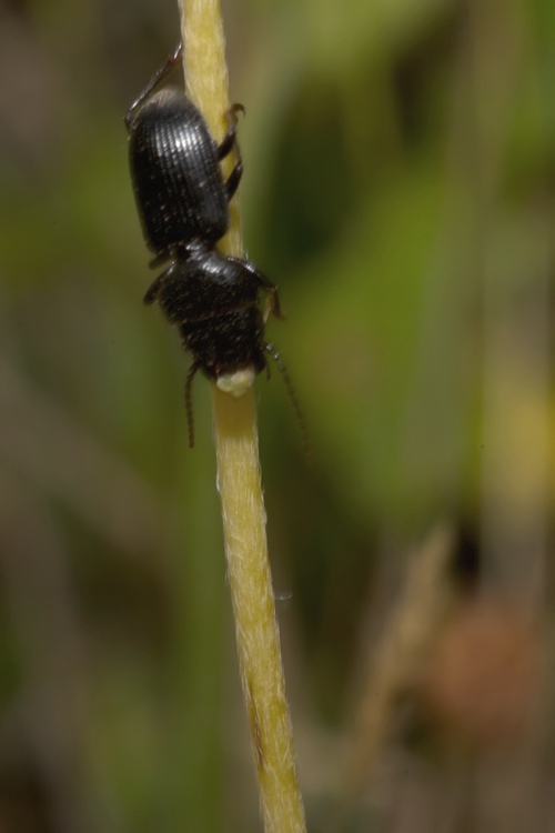 Carabidae - Ditomus clypeatus