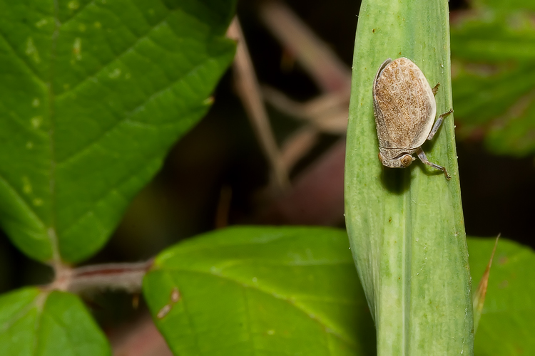 Hysteropterum sp.