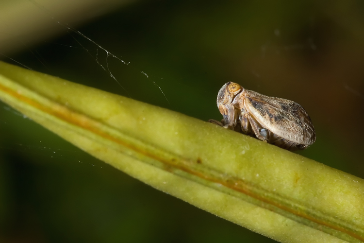 Hysteropterum sp.