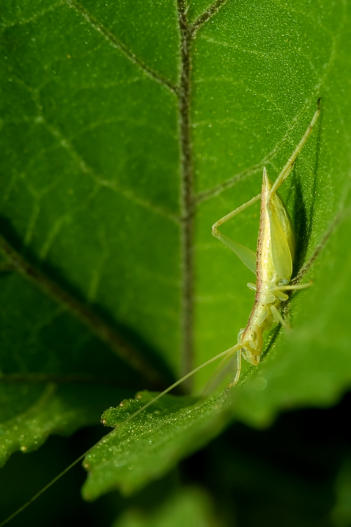 Oecanthus pellucens