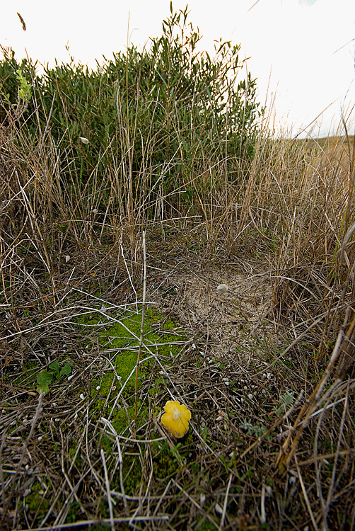 Spiagge Bianche - Fungo dunale 2