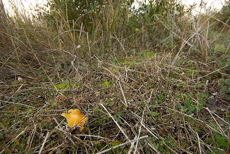 Spiagge Bianche - Fungo dunale 2