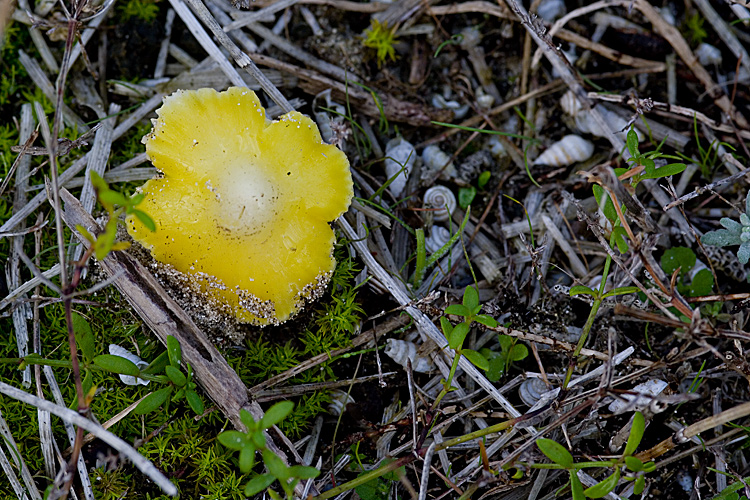 Spiagge Bianche - Fungo dunale 2