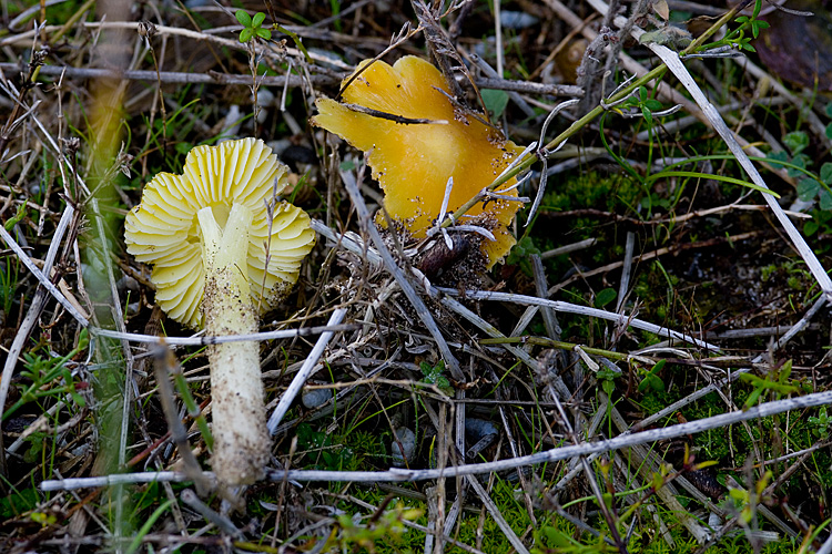 Spiagge Bianche - Fungo dunale 2
