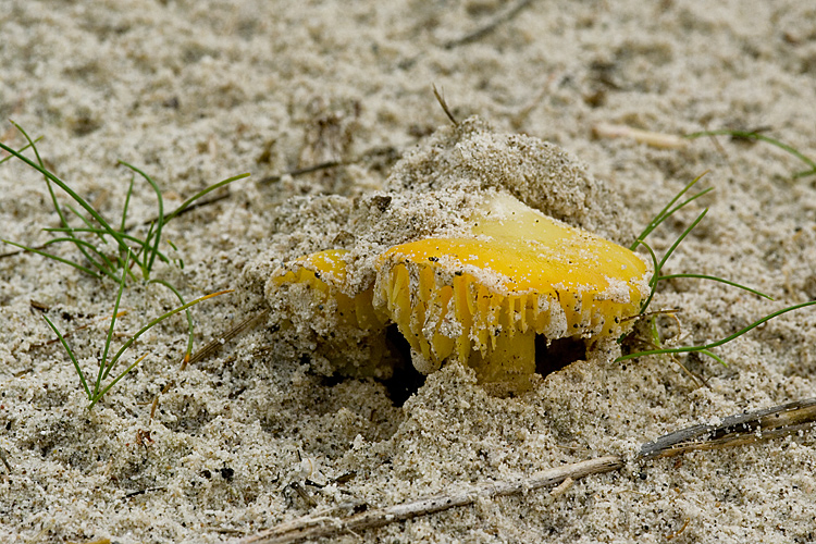 Spiagge Bianche - Fungo dunale 2