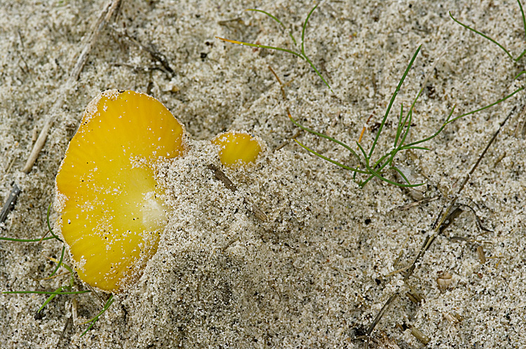 Spiagge Bianche - Fungo dunale 2