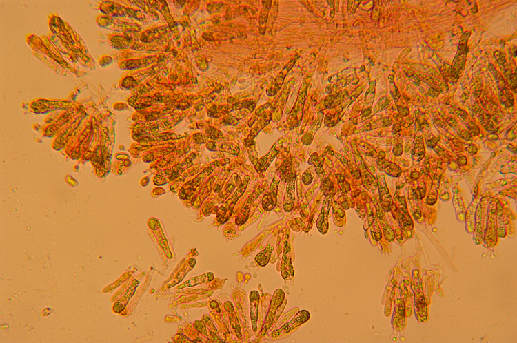 Spiagge Bianche - Fungo dunale 2