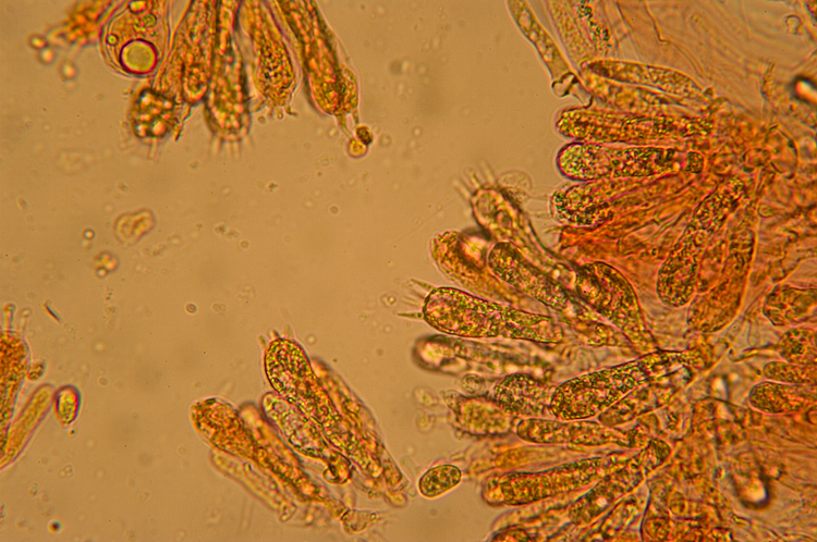 Spiagge Bianche - Fungo dunale 2