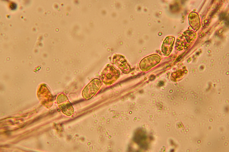 Spiagge Bianche - Fungo dunale 2