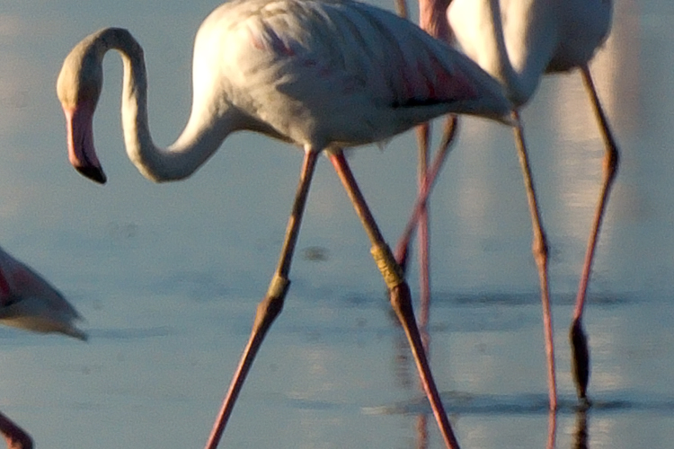 SEGNALIAMO GLI ANELLI COLORATI