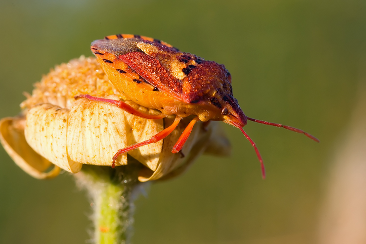 Codophila varia