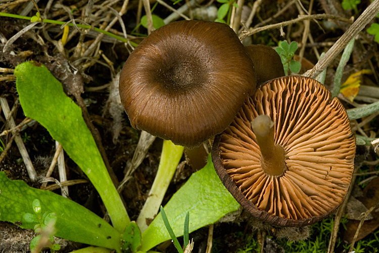 Spiagge Bianche - Fungo dunale 3