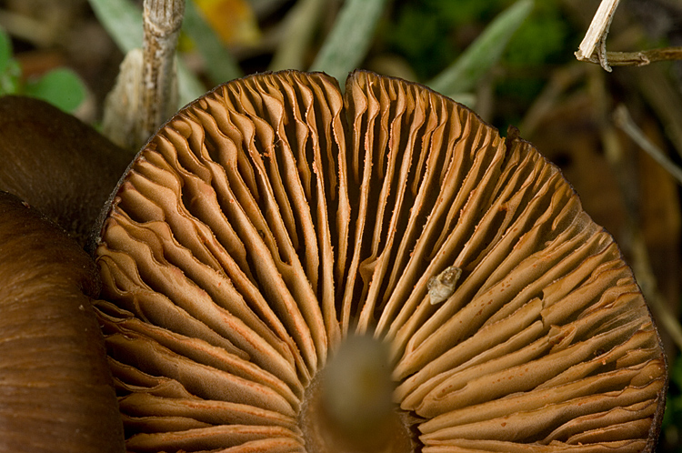 Spiagge Bianche - Fungo dunale 3