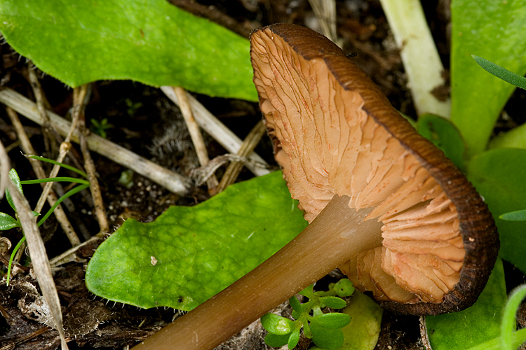 Spiagge Bianche - Fungo dunale 3