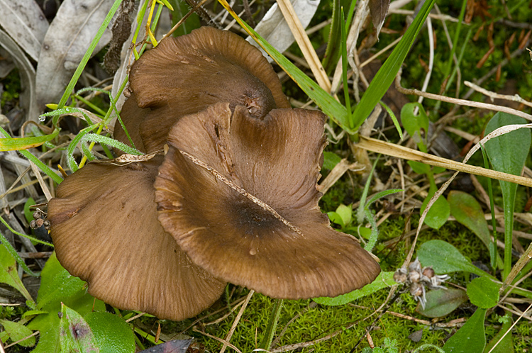 Spiagge Bianche - Fungo dunale 3