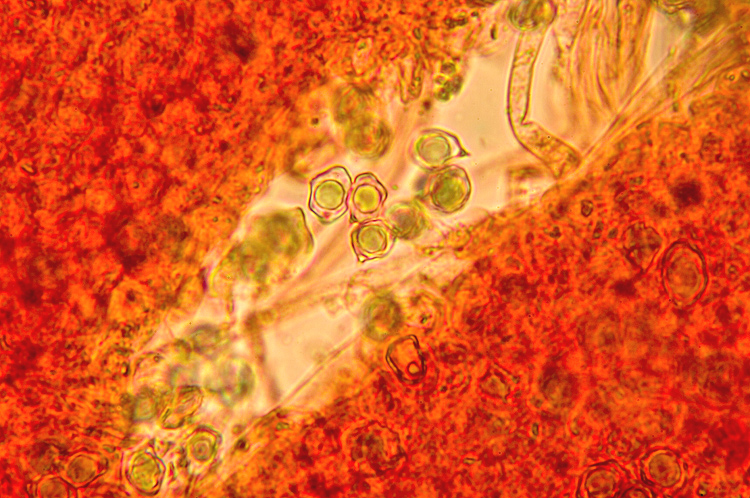 Spiagge Bianche - Fungo dunale 3