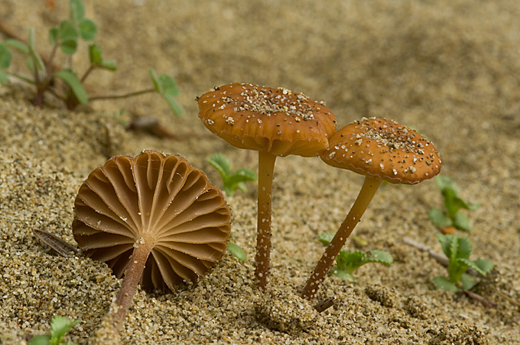 Principina - Fungo dunale 2