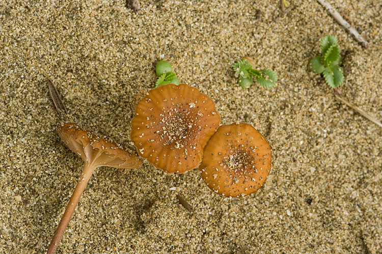 Principina - Fungo dunale 2