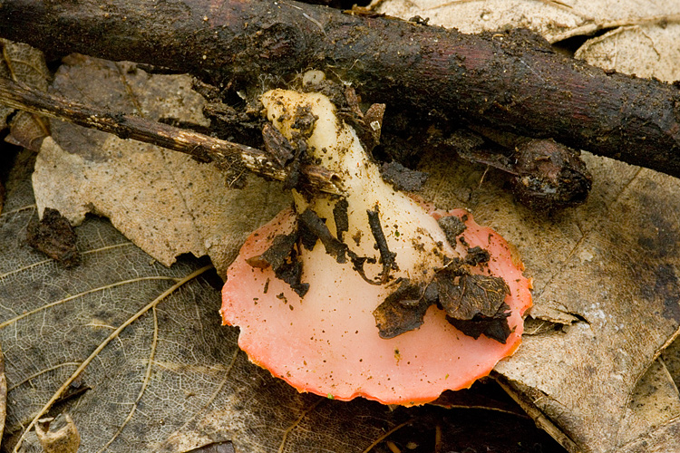 Sarcoscypha coccinea?