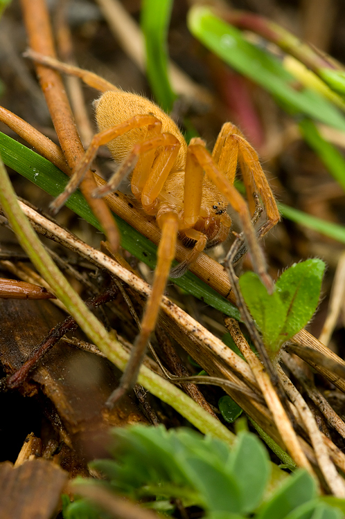 Ragno giallo: Olios argelasius