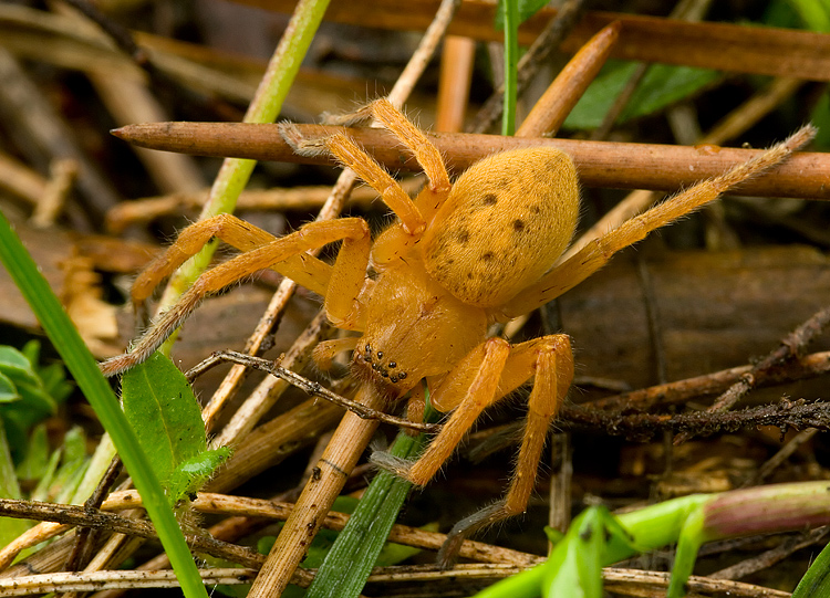 Ragno giallo: Olios argelasius