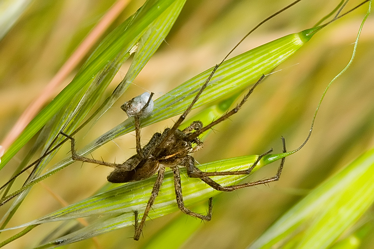 Oxyopes sp.