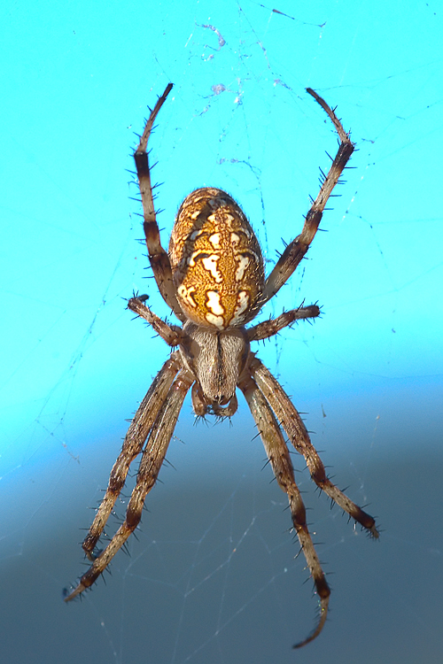 Aculepeira sp.