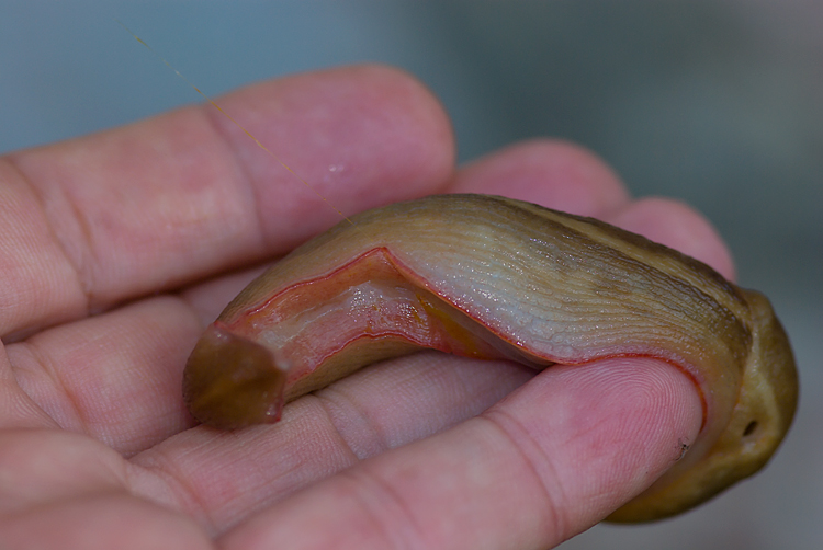 Un Limax del corsicus-gruppo da Roselle (GR)
