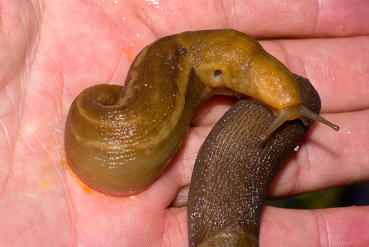 Un Limax del corsicus-gruppo da Roselle (GR)