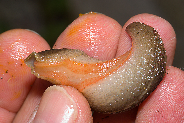 Un Limax del corsicus-gruppo da Roselle (GR)
